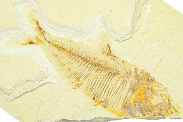 Bargain, Fossil Fish (Diplomystus) - Wyoming #372315